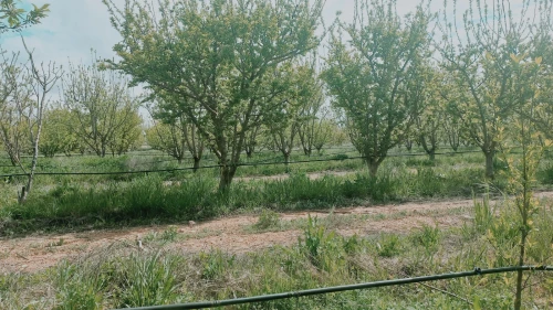 Vente Terrain Agricole Djelfa Ain oussara