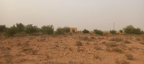 Vente Terrain Agricole Laghouat Ksar el hirane