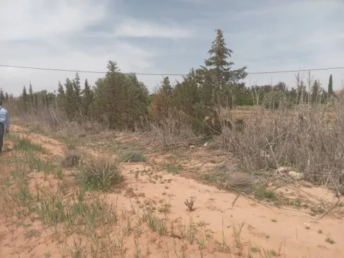 Vente Terrain Agricole Djelfa Djelfa