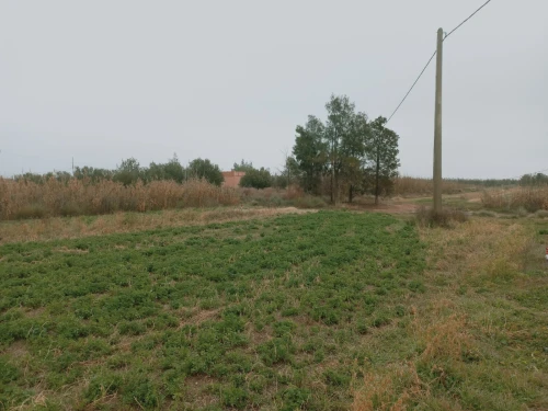 Vente Terrain Agricole Djelfa Ain oussara
