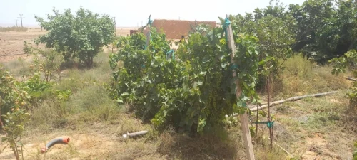 Vente Terrain Agricole Djelfa Djelfa