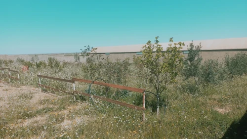 Vente Terrain Agricole Djelfa Had sahary