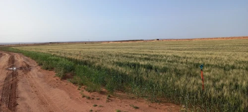 Vente Terrain Agricole Djelfa Djelfa