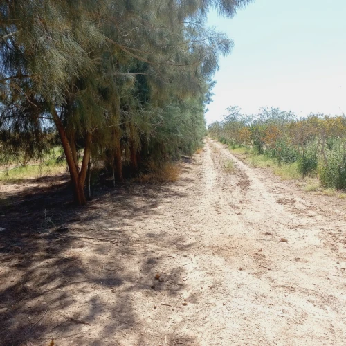 Vente Terrain Agricole Djelfa Benhar