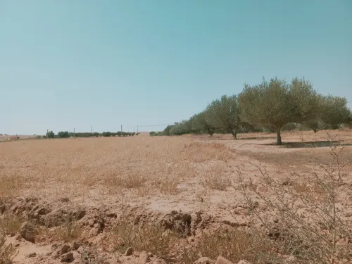 Vente Terrain Agricole Djelfa Birine