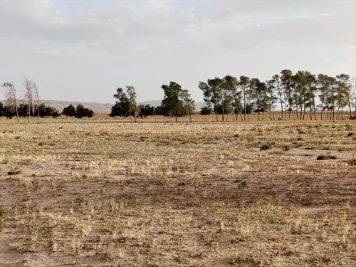 Vente Terrain Agricole Djelfa Zaafrane