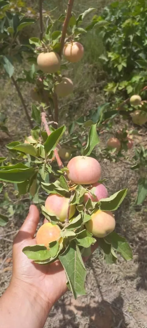 Vente Terrain Agricole Djelfa Djelfa