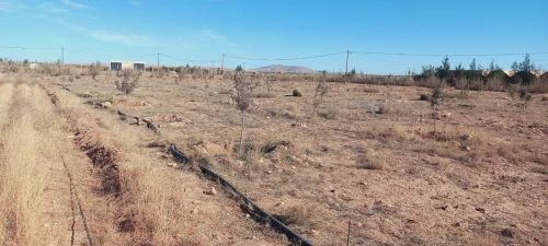 Vente Terrain Agricole Djelfa Djelfa