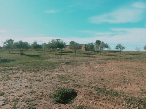 Vente Terrain Agricole Djelfa Had sahary
