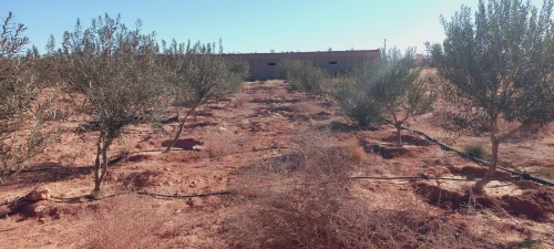 Vente Terrain Agricole Djelfa Djelfa