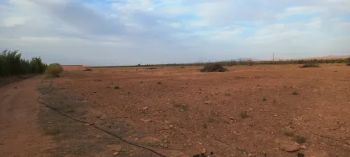 Vente Terrain Agricole Djelfa Had sahary