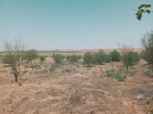 Vente Terrain Agricole Djelfa Birine