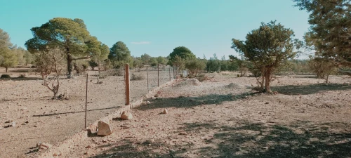 Vente Terrain Agricole Djelfa Djelfa