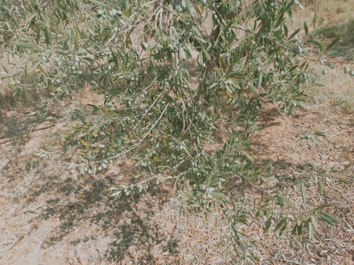 Vente Terrain Agricole Djelfa Ain oussara
