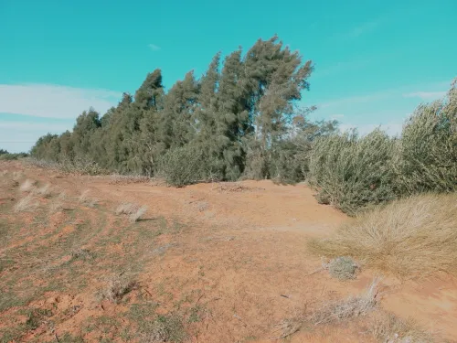 Vente Terrain Agricole Djelfa Djelfa