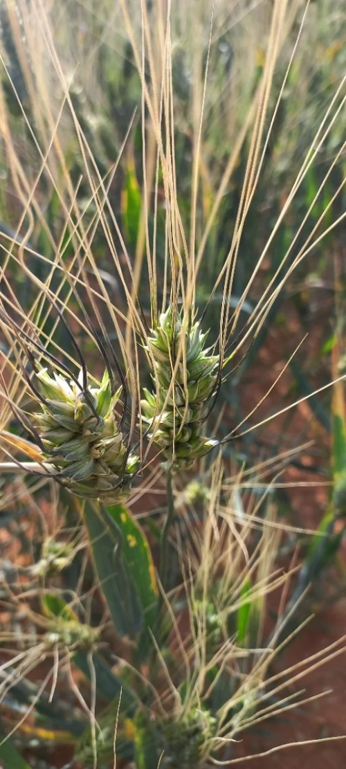 Vente Terrain Agricole Djelfa Djelfa