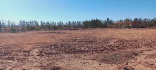 Vente Terrain Agricole Djelfa Djelfa