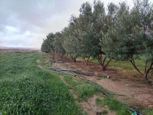 Vente Terrain Agricole Djelfa Djelfa