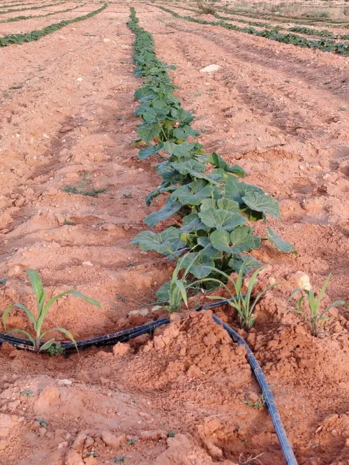 Vente Terrain Agricole Djelfa Hassi bahbah