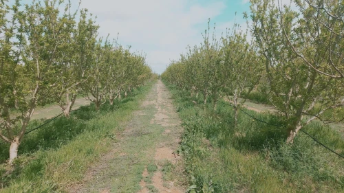 Vente Terrain Agricole Djelfa Ain oussara