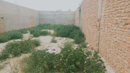 Vente Terrain Agricole Djelfa Ain oussara
