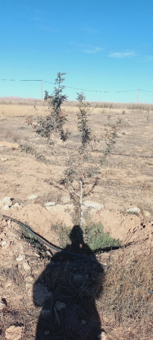 Vente Terrain Agricole Djelfa Djelfa