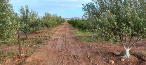 Vente Terrain Agricole Djelfa Bouira lahdab