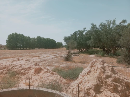 Vente Terrain Agricole Djelfa Djelfa