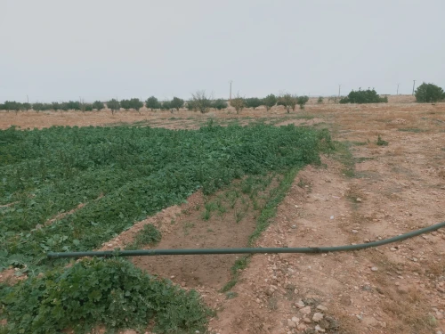 Vente Terrain Agricole Djelfa Djelfa