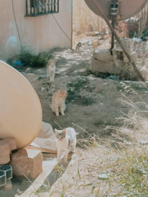Vente Terrain Agricole Djelfa Dar chioukh