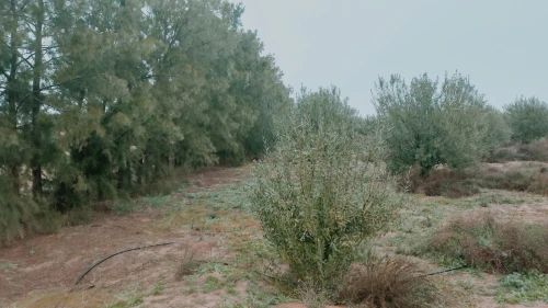 Vente Terrain Agricole Djelfa Ain oussara