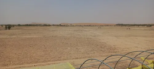 Vente Terrain Agricole Djelfa Ain oussara