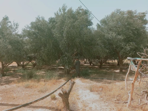 Vente Terrain Agricole Djelfa Djelfa