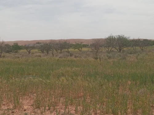 Vente Terrain Agricole Djelfa Djelfa