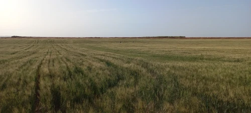 Vente Terrain Agricole Djelfa Djelfa
