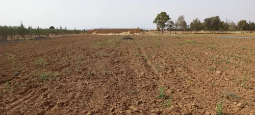 Vente Terrain Agricole Djelfa Zaafrane