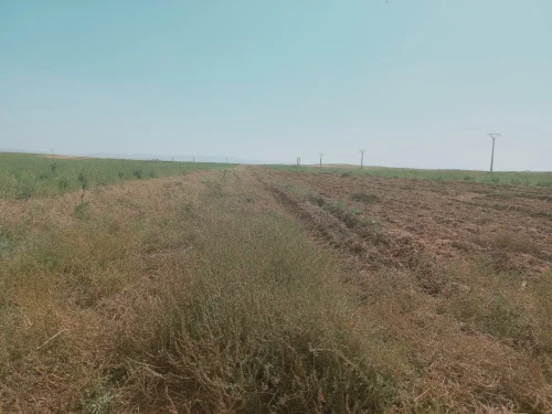 Vente Terrain Agricole Djelfa Birine