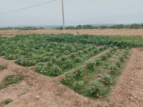 Vente Terrain Agricole Djelfa Djelfa