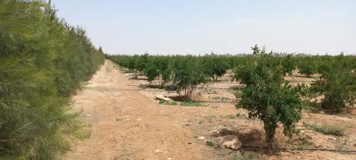 Vente Terrain Agricole Djelfa Ain oussara