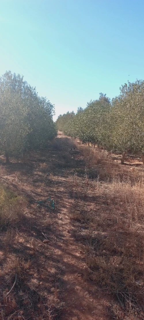 Vente Terrain Agricole Djelfa Ain oussara