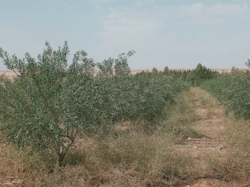 Vente Terrain Agricole Djelfa Birine