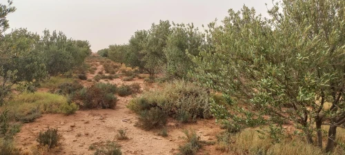 Vente Terrain Agricole Laghouat Ksar el hirane