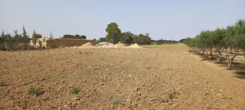 Vente Terrain Agricole Djelfa Zaafrane