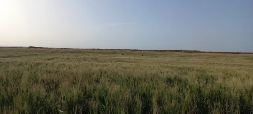 Vente Terrain Agricole Djelfa Djelfa