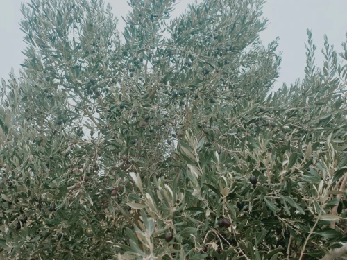 Vente Terrain Agricole Djelfa Djelfa