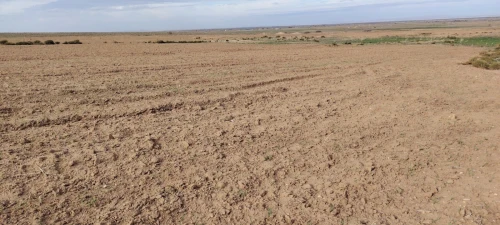 Vente Terrain Agricole Djelfa Djelfa