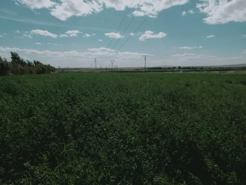 Vente Terrain Agricole Djelfa Djelfa