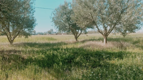Vente Terrain Agricole Djelfa Ain oussara