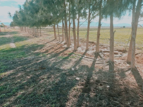 Vente Terrain Agricole Djelfa Had sahary