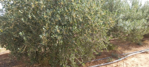 Vente Terrain Agricole Djelfa Zaafrane